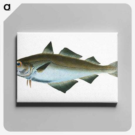 1-48_The-Natural-History-of-British-Fishes_canvas