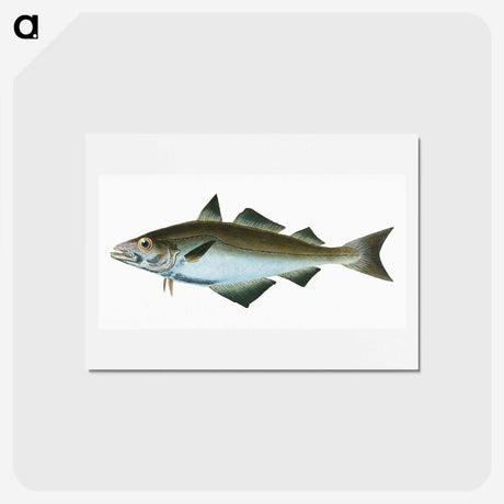 1-48_The-Natural-History-of-British-Fishes_hagaki