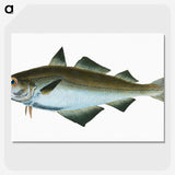 1-48_The-Natural-History-of-British-Fishes_picture-crop