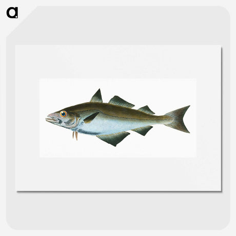 1-48_The-Natural-History-of-British-Fishes_picture