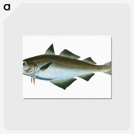 1-48_The-Natural-History-of-British-Fishes_postcard