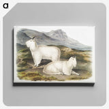 1-48_The-Viviparous-Quadrupeds_canvas
