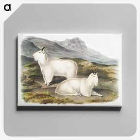 1-48_The-Viviparous-Quadrupeds_canvas