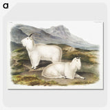 1-48_The-Viviparous-Quadrupeds_picture-crop
