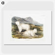 1-48_The-Viviparous-Quadrupeds_picture