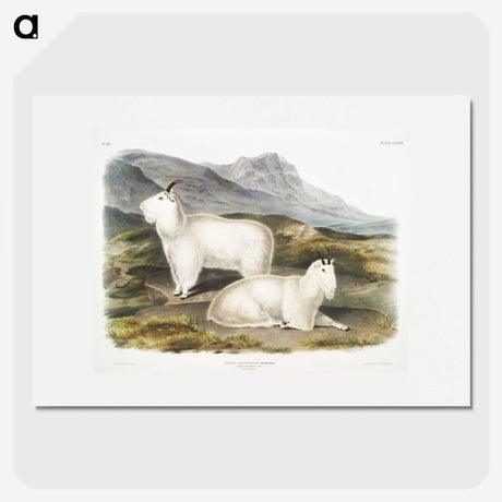 1-48_The-Viviparous-Quadrupeds_picture