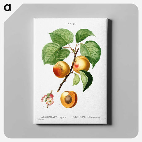 1-48_Treatise-on-Trees-and-Shrubs_canvas