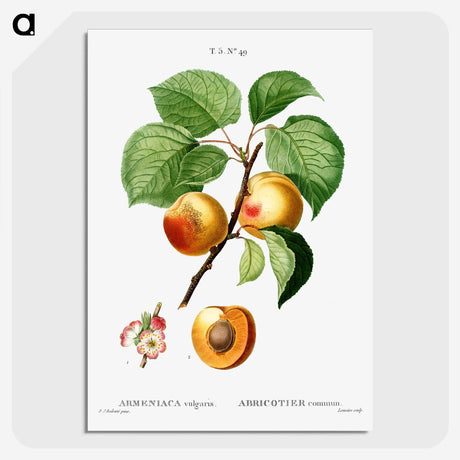 1-48_Treatise-on-Trees-and-Shrubs_picture-crop