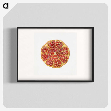 1-48_USDA-Watercolor-Fruit-Painting-Collection_blk