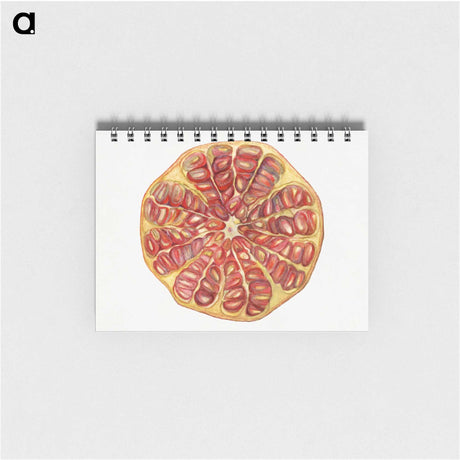 1-48_USDA-Watercolor-Fruit-Painting-Collection_memo