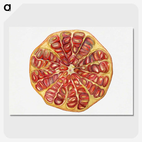 1-48_USDA-Watercolor-Fruit-Painting-Collection_picture-crop
