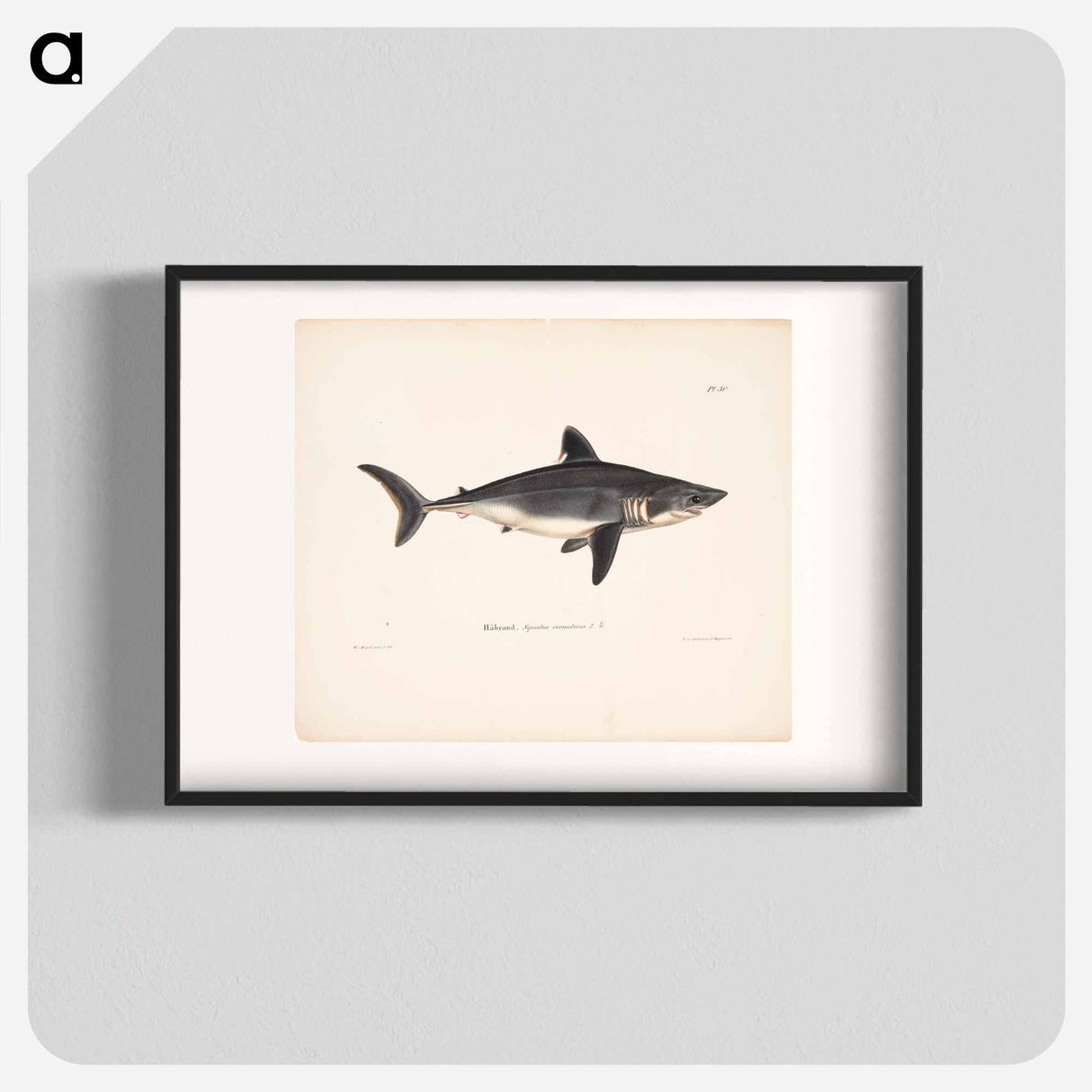 Porbeagle, female by Wilhelm von Wright - ヴィルヘルム フォン ライト Poster.