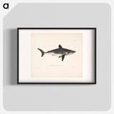 Porbeagle, female by Wilhelm von Wright - ヴィルヘルム フォン ライト Poster.
