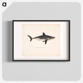 アートポスター-Porbeagle, female by Wilhelm von Wright - ヴィルヘルム フォン ライト Poster.