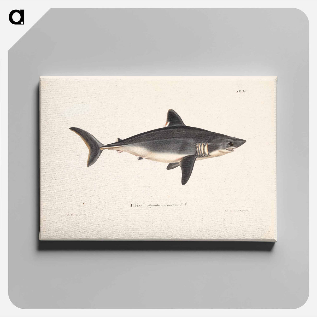 Porbeagle, female by Wilhelm von Wright - ヴィルヘルム フォン ライト Canvas.