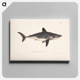 Porbeagle, female by Wilhelm von Wright - ヴィルヘルム フォン ライト Canvas.