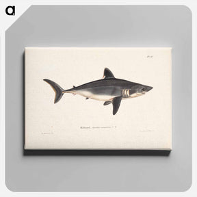 アートパネル-Porbeagle, female by Wilhelm von Wright - ヴィルヘルム フォン ライト Canvas.