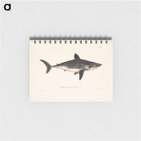 アートメモ帳-Porbeagle, female by Wilhelm von Wright - ヴィルヘルム フォン ライト Memo.