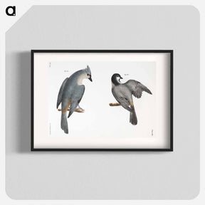 アートポスター-The Blackcap Tit (Parus atricapillus) 101. The Crested Tit (Parus bicolor) illustration from Zoology of New York by - ニューヨークの動物学 Poster.
