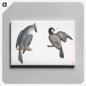 アートパネル-The Blackcap Tit (Parus atricapillus) 101. The Crested Tit (Parus bicolor) illustration from Zoology of New York by - ニューヨークの動物学 Canvas.