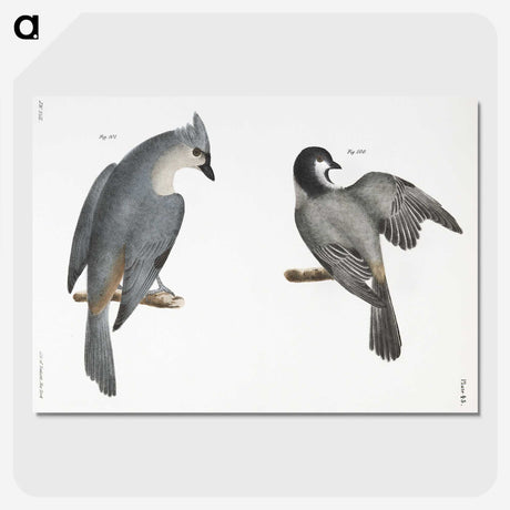 1-48_Zoology-of-New-York_picture-crop