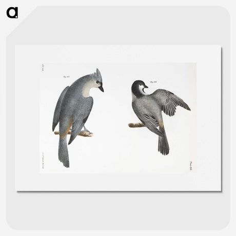 1-48_Zoology-of-New-York_picture