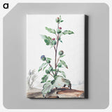 1-49_Aert-Schouman_canvas