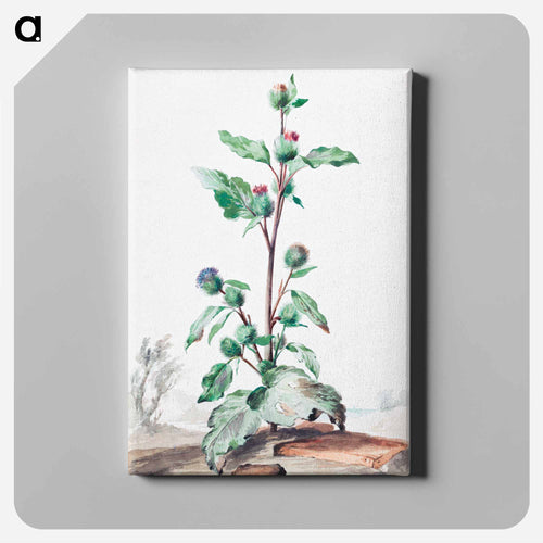 Distel - アールト シューマン Canvas.