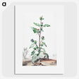 1-49_Aert-Schouman_picture