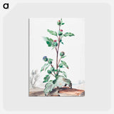 アートポストカード-Distel - アールト シューマン Postcard.