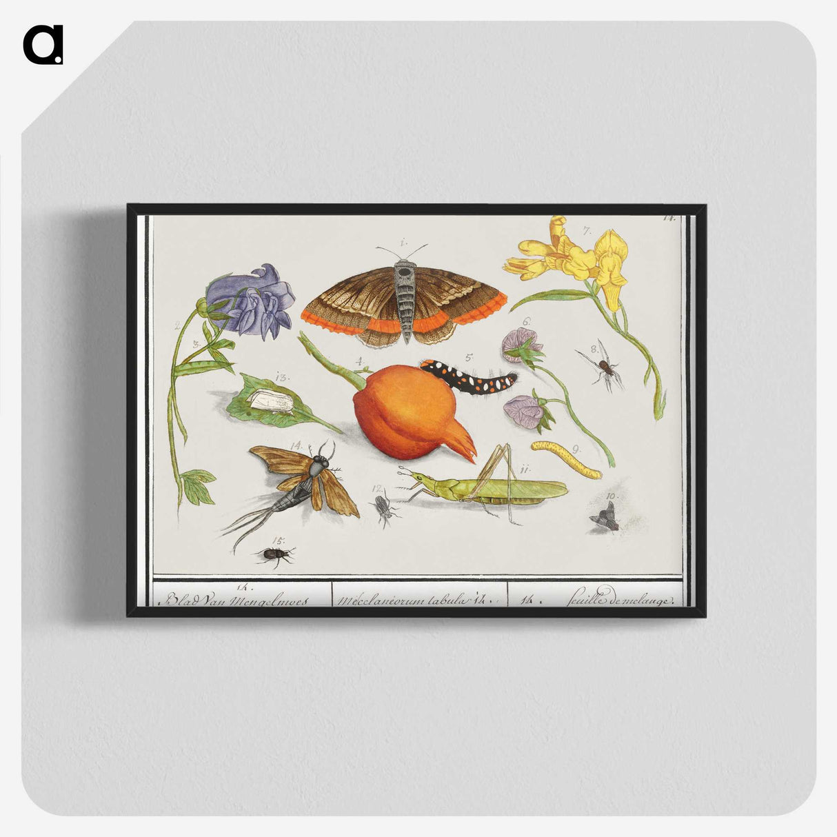 1-49_Anselmus-Boetius-de-Boodt_blk-crop