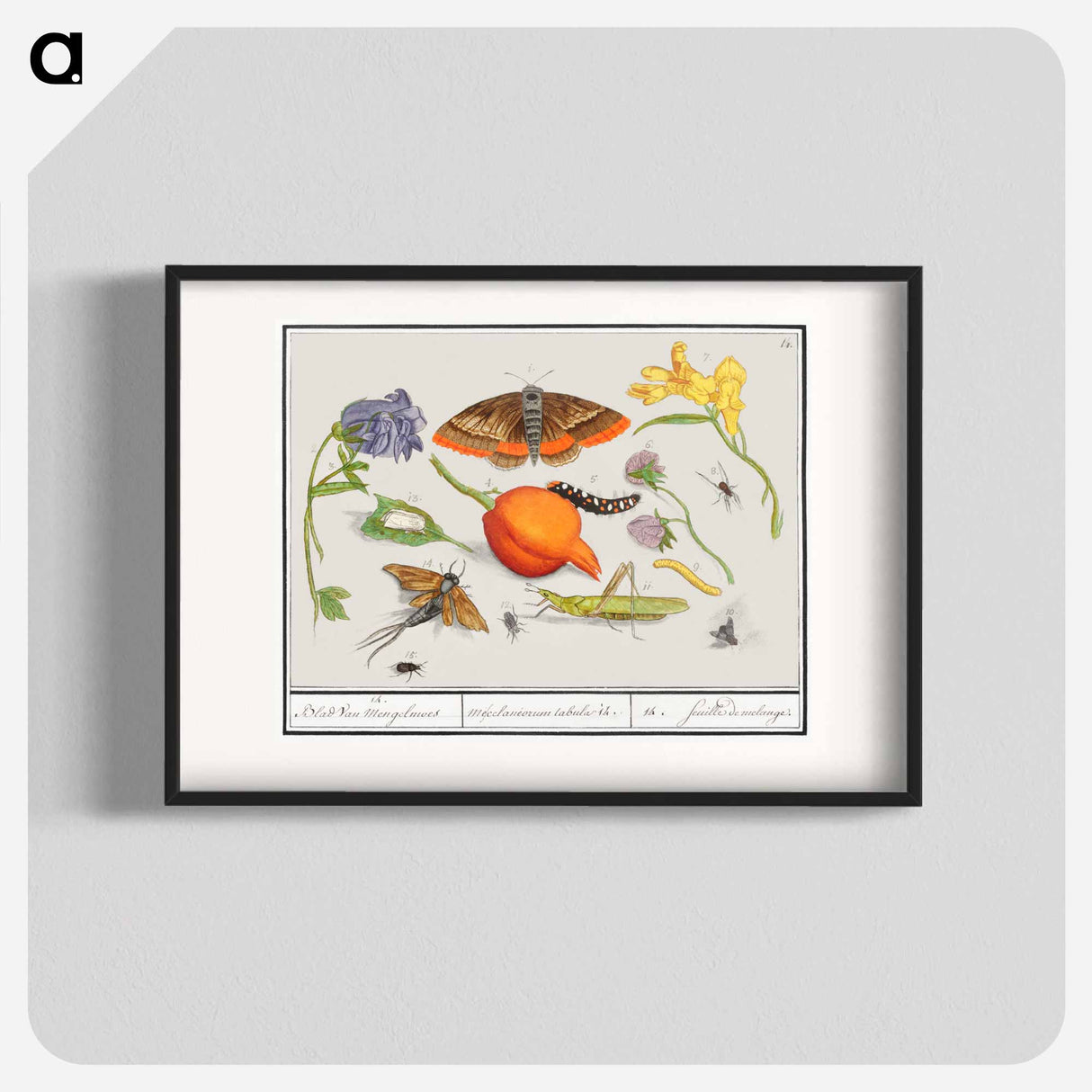 Natural History Ensemble, no. 14 - アンセルムス ボエティウス デ ブート Poster.