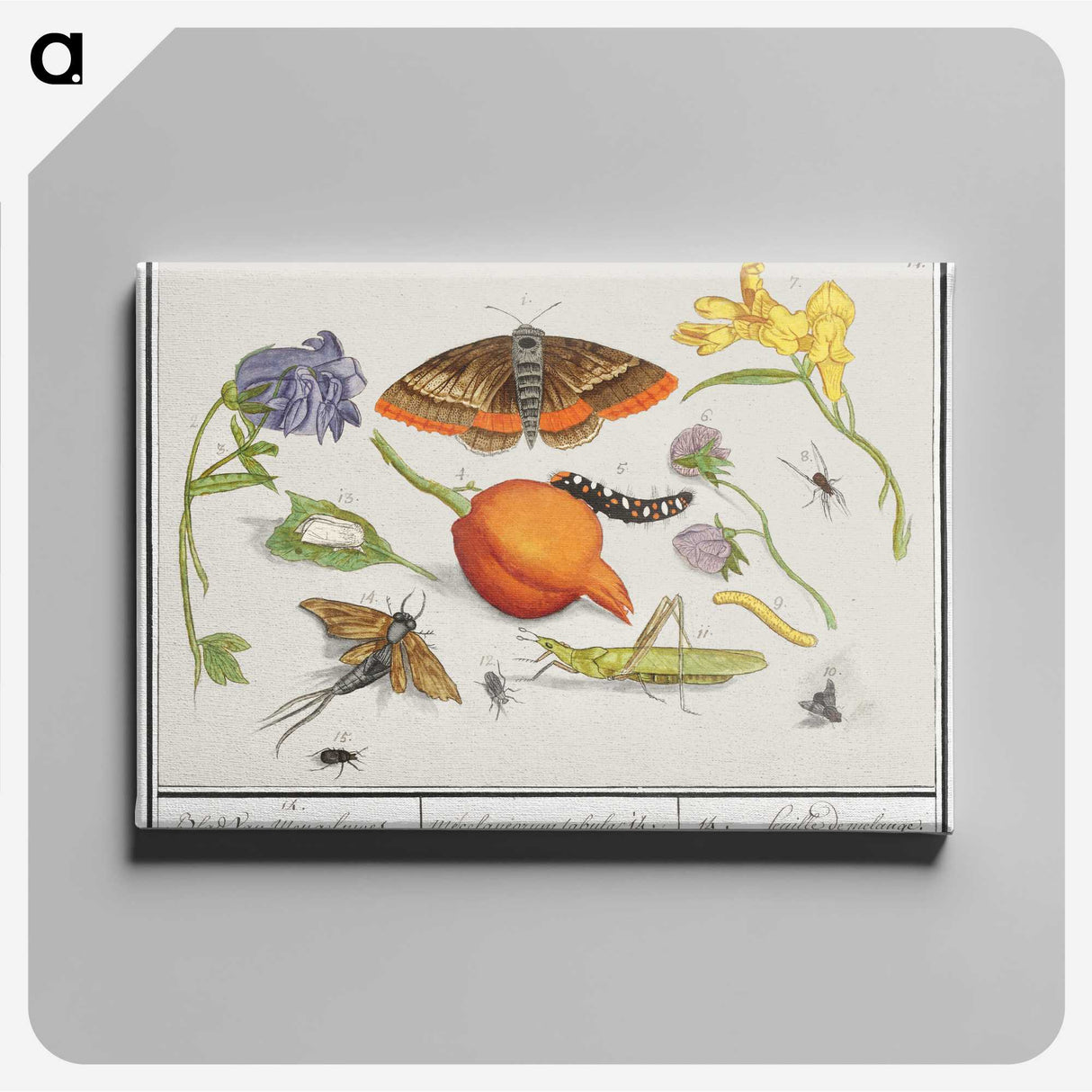 1-49_Anselmus-Boetius-de-Boodt_canvas