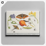 1-49_Anselmus-Boetius-de-Boodt_canvas