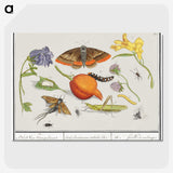 1-49_Anselmus-Boetius-de-Boodt_picture-crop