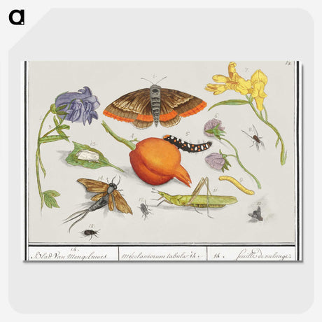1-49_Anselmus-Boetius-de-Boodt_picture-crop