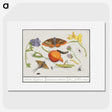 1-49_Anselmus-Boetius-de-Boodt_picture