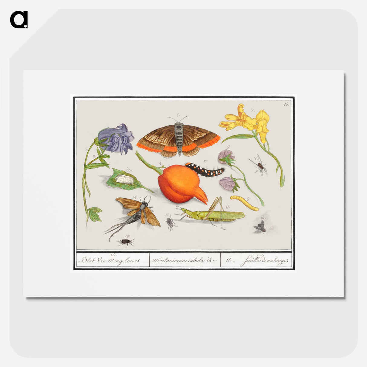 Natural History Ensemble, no. 14 - アンセルムス ボエティウス デ ブート Poster.