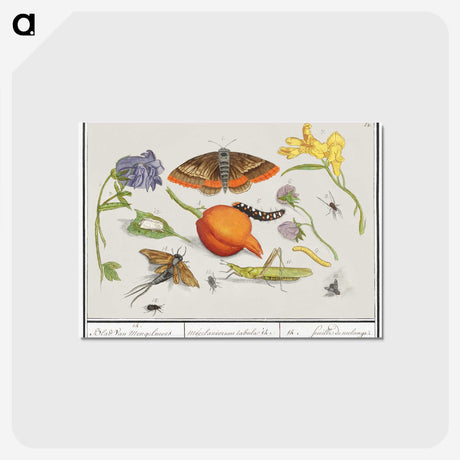 1-49_Anselmus-Boetius-de-Boodt_postcard