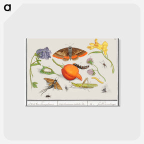 アートポストカード-Natural History Ensemble, no. 14 - アンセルムス ボエティウス デ ブート Postcard.