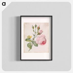 アートポスター-Pink Rose and Yellow Butterfly
 - バーンズ・コレクション Poster.