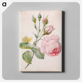 アートパネル-Pink Rose and Yellow Butterfly
 - バーンズ・コレクション Canvas.