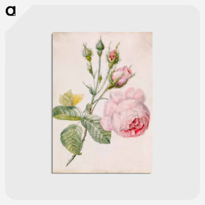 アートポストカード-Pink Rose and Yellow Butterfly
 - バーンズ・コレクション Postcard.