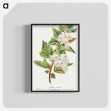 1-49_Botanical-Specimen-Plates_blk-crop