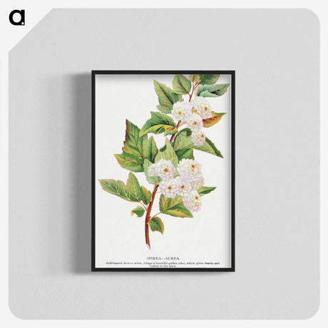 1-49_Botanical-Specimen-Plates_blk-crop