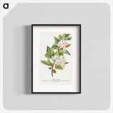 1-49_Botanical-Specimen-Plates_blk