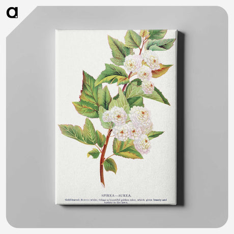 1-49_Botanical-Specimen-Plates_canvas