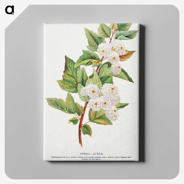 1-49_Botanical-Specimen-Plates_canvas