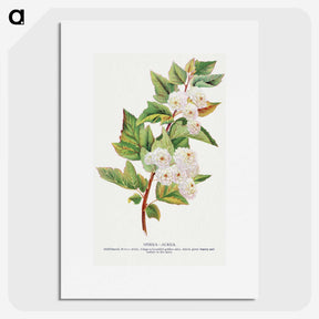 1-49_Botanical-Specimen-Plates_picture