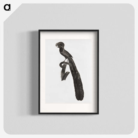 1-49_Des-Oiseaux-de-Paradis_blk